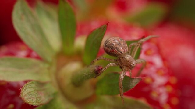The movement of the spider on the leaves of strawberries