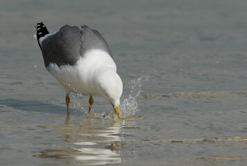 Heuglins gull cleaning