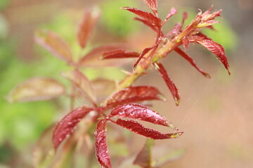 Fototapeta premium red and yellow tender leaves