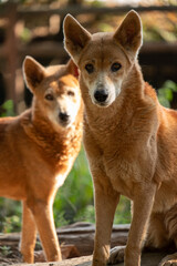 Australia's wild dog