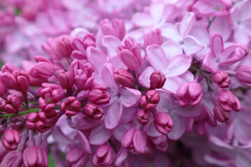 Macro image of spring lilac violet flowers. Selective focus.