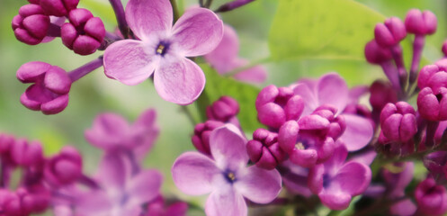 Fototapeta na wymiar Macro image of spring lilac violet flowers. Selective focus. Banner.
