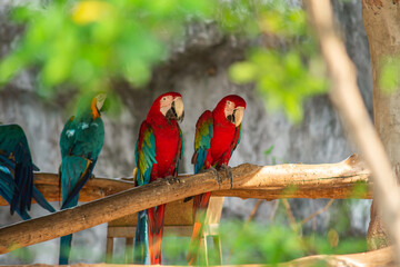 Obraz premium Green-winged Macaw