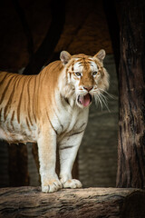 Golden Tabby Tiger