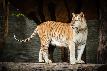 Golden Tabby Tiger