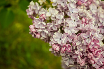Lilac flowers (Syringa vulgaris). Lilac blooming branch. Blooming Lilac gardens, abstract soft floral background. Closeup, selective focus.