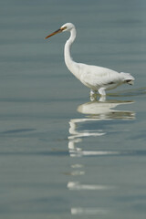 Western reef egret white morphed at Busaiteen coast