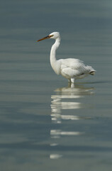 Western reef egret white morphed at Busaiteen coast, Bahrain