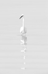 Western reef egret white morphed  at Busaiteen coast, an exposure biased image, Bahrain