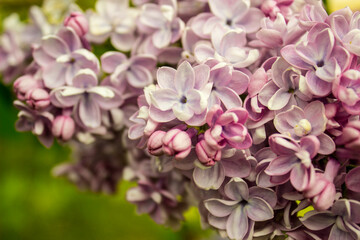 Lilac flowers (Syringa vulgaris). Lilac blooming branch. Blooming Lilac gardens, abstract soft floral background. Closeup, selective focus.