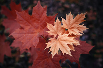 Red maple leaves in the forest. Close up. The view from the top.