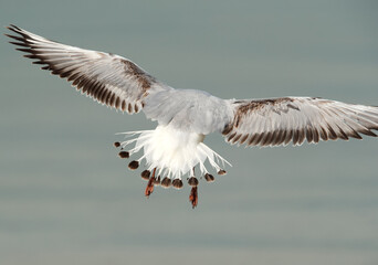 Black-headed gull with details of feathers, Busaiteen coast, Bahrain