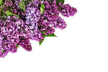 Blossom lilac branches isolated on white background. flat lay image.