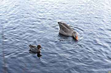 duck swimming on the edge of a lake