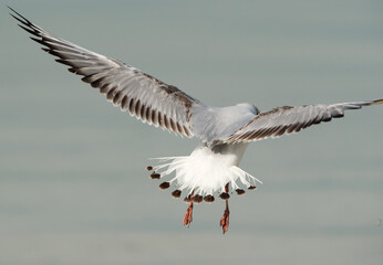 Black-headed gull, display of plumage