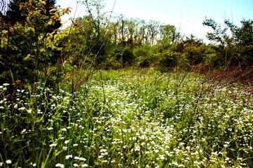 A field of little white flowers 
