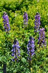 Lupine Desert Spring Arizona Landscape