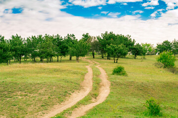 Country road leading to a pine forest.