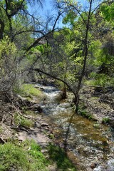 Fototapeta na wymiar queen creek at boyce thompson arboretum superior arizona