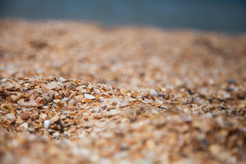 shell texture