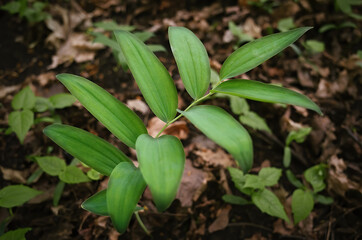 Green leaves of a small flower. Blurred background. Forest plants.