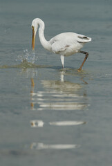 Western reef egret white morphed fishing at Busaiteen coast
