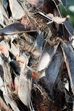 Close-up Full Frame View Of A Section Of A Trunk Of A Washington Filifera California Fan Palm Tree.