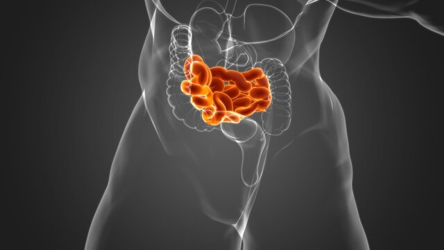 Small Intestine 3D Illustration Human Digestive System Anatomy