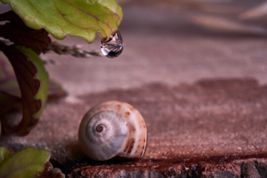 Brown Colored Snail On Tree Trunk