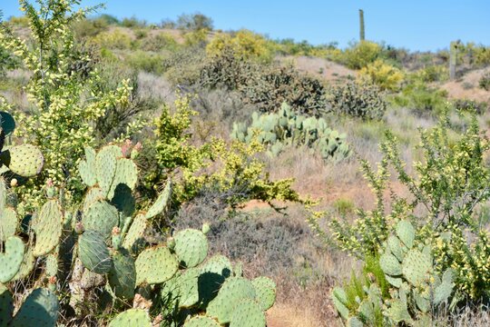 Prickly Pear Cactus Landscape McDowell Sonoran Preserve Scottsdale Arizona Phoenix Sonoran Desert