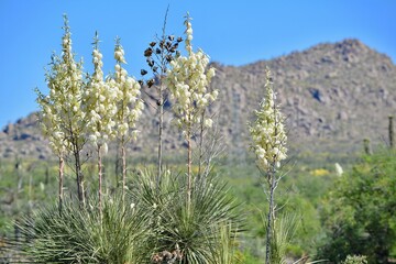 Blooming Yucca Sonoran Desert Arizona Phoenix Scottsdale
