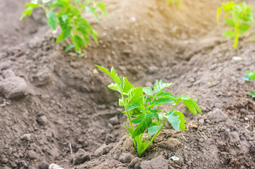 A young tomato seedling grows in the garden. Growing organic vegetables. Eco-friendly products. Agriculture and farming. Selective focus