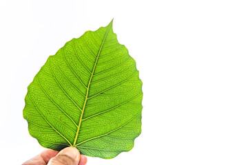 Green leaves in the hands