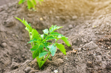 A young tomato seedling grows in the garden. Growing organic vegetables. Eco-friendly products. Agriculture and farming. Selective focus