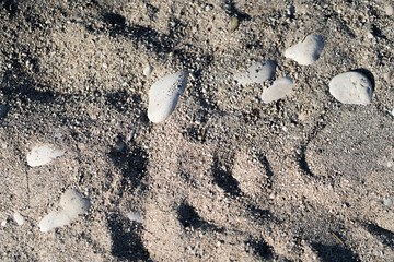 Sea shells and stones on sand. Summer beach background. Top view. Postcard. Horizontal