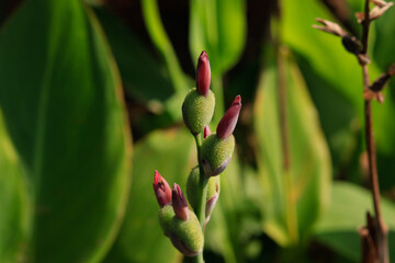 close up of grooving flower in greenish background