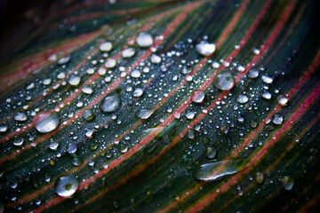 Fototapeta premium Canna Leaf with Water Droplets, Variegated Striped Leaves with Raindrops, Dew Drops