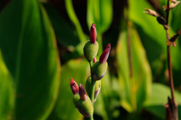 close up of grooving flower in greenish background