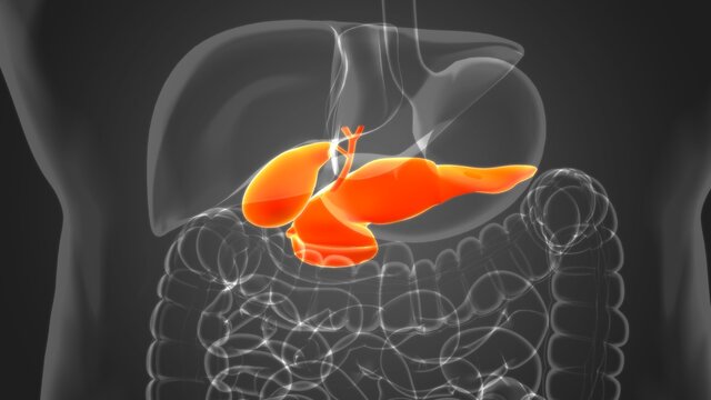 Gall Bladder Human Digestive System Anatomy 3D