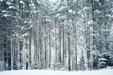 Trunks of trees in winter in cold colors. Frost on the pines. Forest.