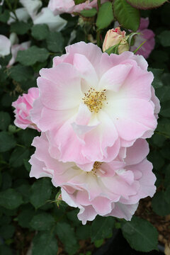 Pink roses, grade "Chateau de Bagnols" in Moscow garden. Buds, inflorescence of flower closeup. Summer nature. Postcard with rose. Symbol of love. Roses blooming. Summer pink, white rose blossom
