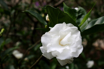 White Gardenia flowers in garden