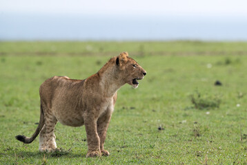 Fototapeta na wymiar Lion cub observing the ground, Masai Mara
