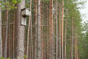 Birdhouse hanging on a tree. Human care for birds. Attracting birds to control forest pests.