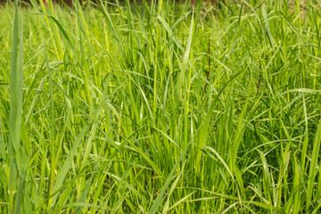 Elymus repens (wheatgrass, wheat grass, couch grass) texture. A lot of green grass stalks with long leaves. Herbaceous background, beautiful herbal texture. Close-up, selective focus.