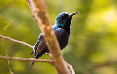 Sunbird