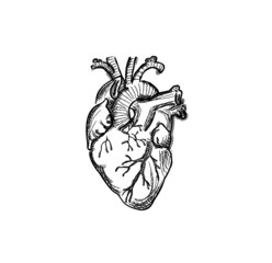 Corazón de cuerpo humano vintage,  dibujo antiguo serigrafía o litografía a línea