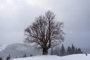 Photo of an old beech on a background of mountains.