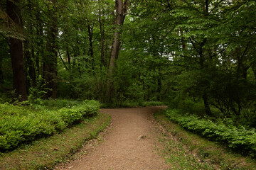Fototapeta na wymiar road leading to the forest