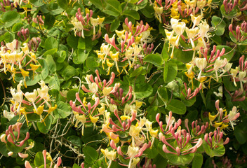 Honeysuckle flowers with bi color blooms of pink and yellow. Quisqualis indica, Chinese honeysuckle, Rangoon Creeper, Combretum indicum, Lonicera Sempervirens, Woodbine, Lonicera tatarica.